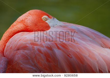 Rózsaszín flamingó pihenő