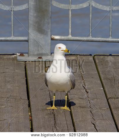 The Uncertain Gull
