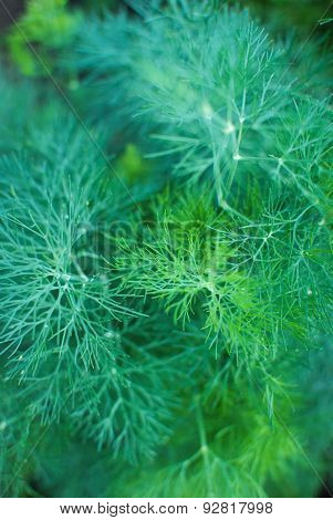 Fresh green dill plant growing in a garden