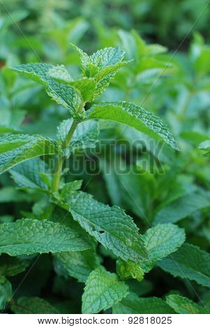 Fresh mint plant
