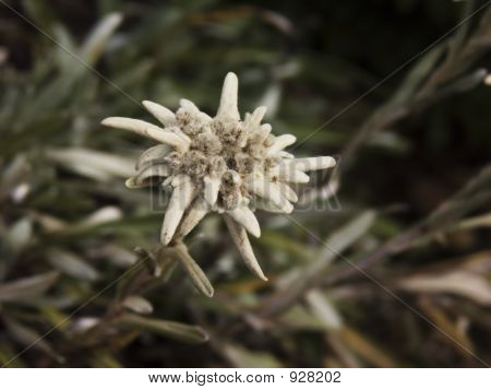 Edelweiss Closeup