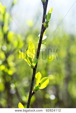 Cherry Leaves