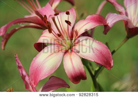 Lily In The Sun After The Rain