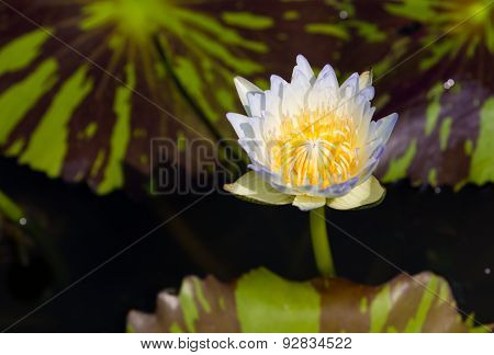 A light blue lotus with its two tone color leafs