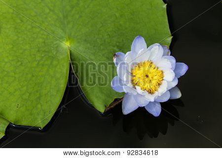 A small blue lotus with a big leaf