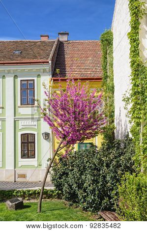 Cercis