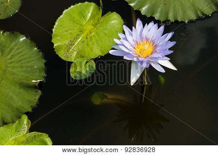 A blue lotus with its leafs