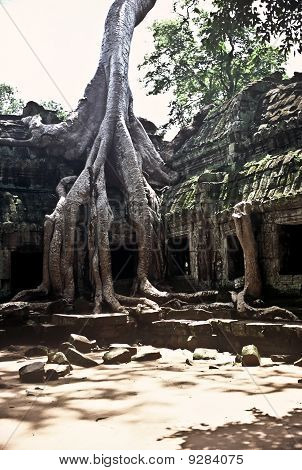 Templo de Ankor Wat, Camboja