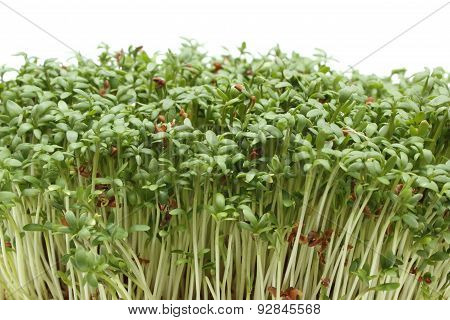 Fresh Green Cuckooflower. White Background