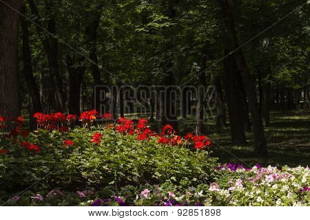 Flowerbed In The Park Of Essentuki.