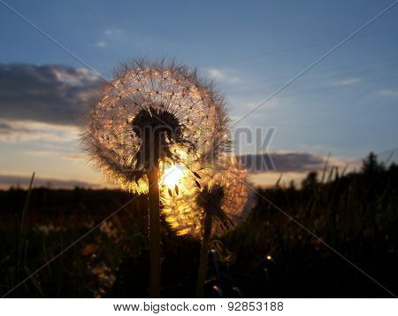 Dandelions
