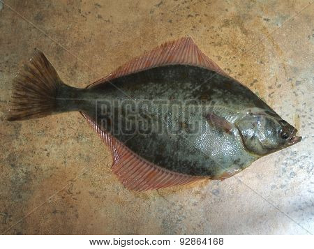 Big Fish Flounder