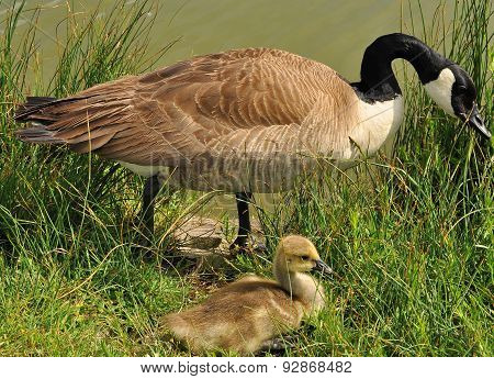 Canada Goose and Gosling