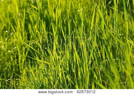 Grassblades closeup on a field