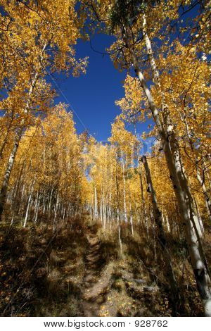 Aspen bomen