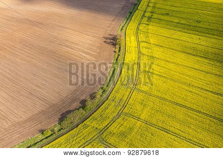 Colza Field