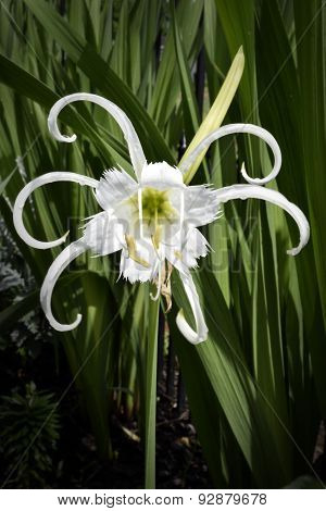 Peruvian Daffodil