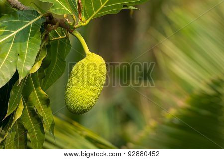 Breadfruit On A Tree