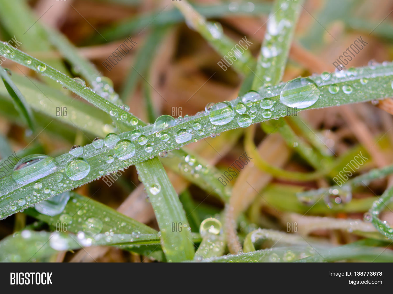 Close Moist Wet Grass Image & Photo (Free Trial) Bigstock