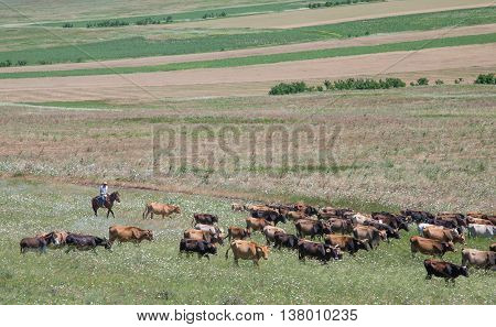 cows on the field being led by a horseman