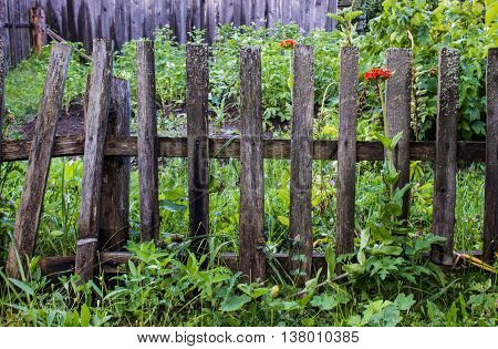 an old fence in the green foliage and grass