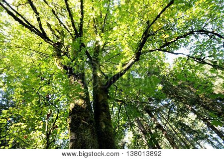 An upward view of the forest canopy in the sun