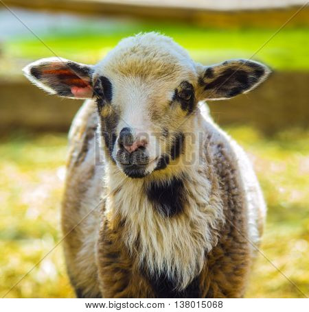 lamb. Farm animals lamb. Animal lamb. The animal farm lamb. White lamb looking at the camera.