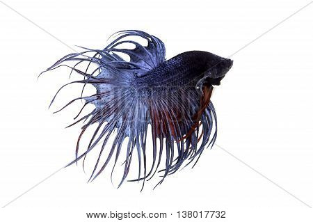 The Siamese fighting fish (Betta splendens), also sometimes colloquially known as the Betta, is a species in the Gourami family which is popular as an aquarium fish