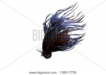 The Siamese fighting fish (Betta splendens), also sometimes colloquially known as the Betta, is a species in the Gourami family which is popular as an aquarium fish