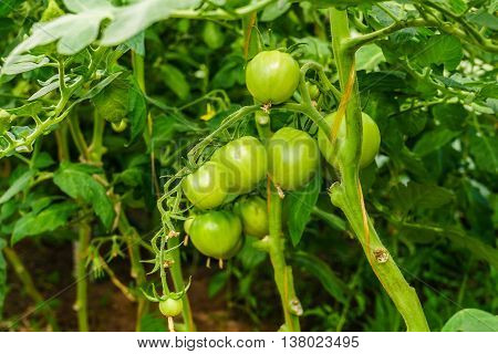 Green tomatoes in the greenhouse the shrub immature vegetables