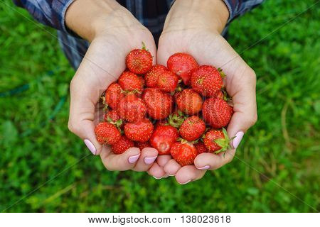 Garden strawberries in girl hands the red ripe berries collected in the village the garden