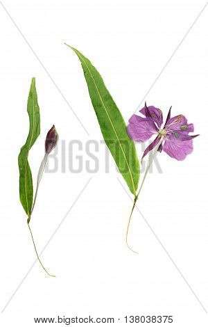 Pressed and dried flower willow-herb (epilobium). Isolated on white background. For use in scrapbooking floristry (oshibana) or herbarium.