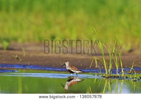 Dunlin and reflection in the water, summer, water, marsh bird sits