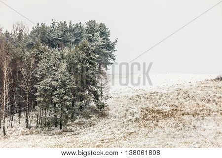 Winter season and seasonal specific. Hilly fields maedows trees covered with white fresh snow. Countryside landscape
