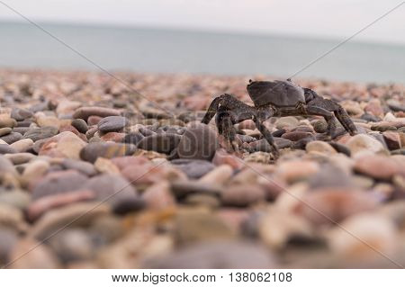 Sally Lightfoot Crab. Black sea, Crimea.Crimean crab. Food