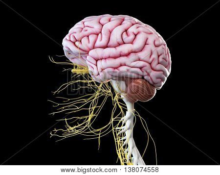 3d rendered illustration of the human brain and head nerves