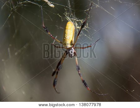 A golden silk orb-weaver awaiting its next meal. Taken in Myakka River State Park, Florida.