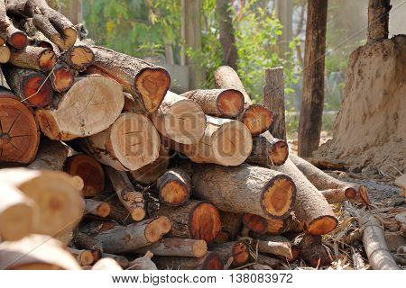 pyre pile of wood for firewood to make coal