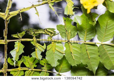 Three-spot Grass Yellow Caterpillars