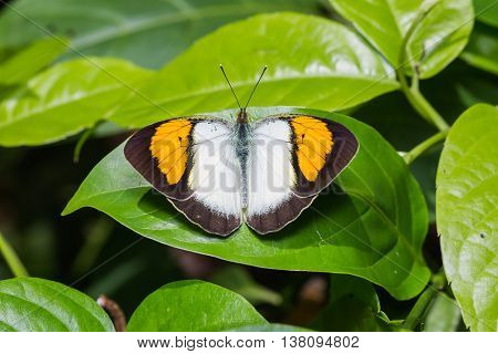 Yellow Orange Tip Butterfly