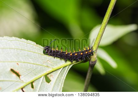 Young Orange Oakleaf Caterpillar