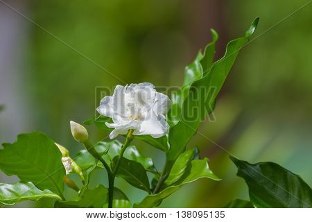 Beautiful Gardenia Jasminoides Flower