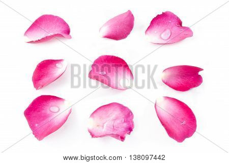 Pink Rose Petels isolated on White background Classic style