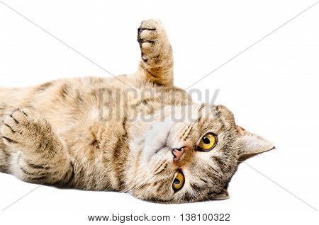 Charming cat Scottish Straight, lying on his back isolated on white background