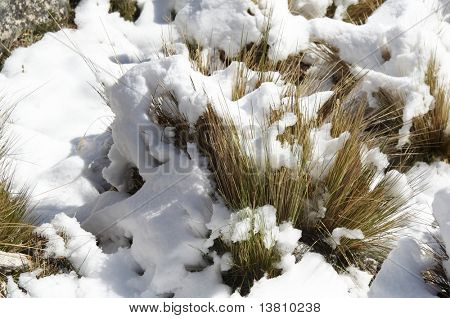 Verschneiten Gras am Morgen