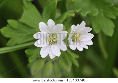 Doves foot Cranesbill - Geranium molle Rare white form