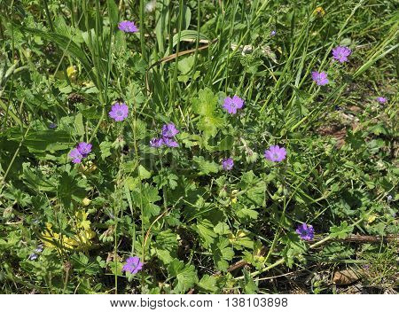 Doves foot Cranesbill - Geranium molle Whole plant