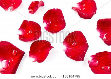 Red Rose Petels isolated on White background Classic style