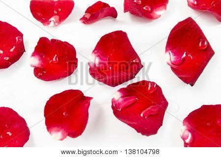 Red Rose Petels isolated on White background Classic style