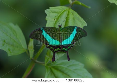 Emerald Swallowtail Butterfly On A Leaf